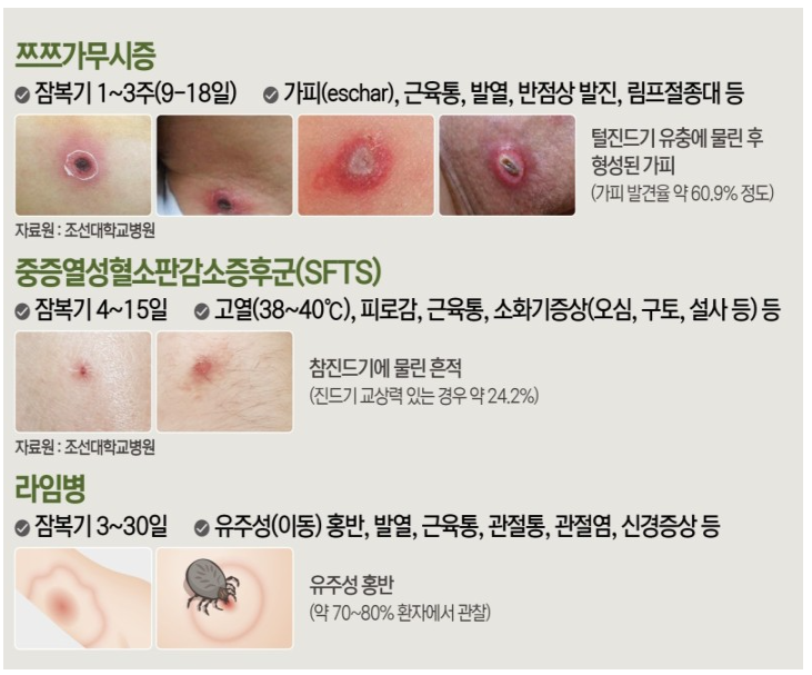 봄철 야외활동, 진드기 물림 주의사항 5가지! 진드기 사진, 진드기 물린 흉터 보고 기억하세요. 관련 이미지 3