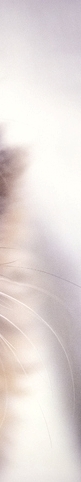 Types of Functional Rhinoplasty Near Sinsa Station: For a Beautiful Nose That’s Easy to Breathe Through! image 21