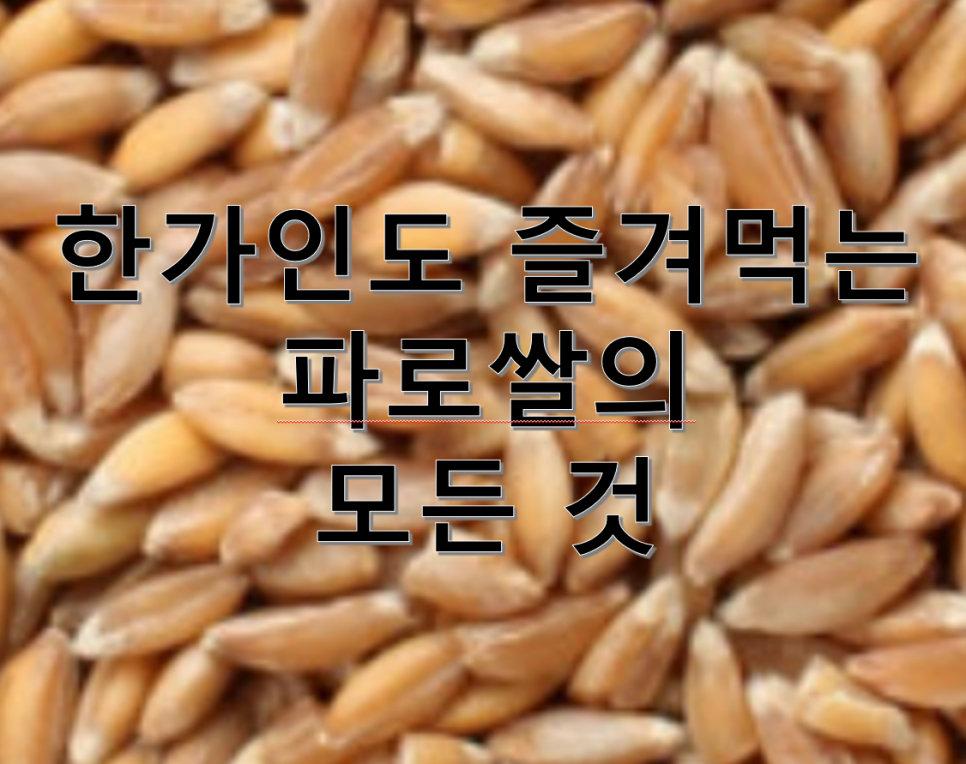 한가인이 밥 대신다는 파로쌀의 모든 것 관련 이미지 1