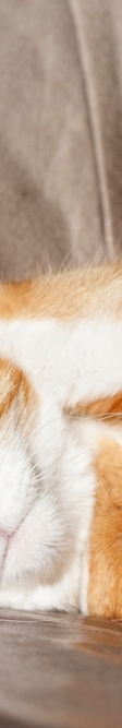 Cold Compress vs. Warm Compress: How Should You Treat a Bruise? image 11