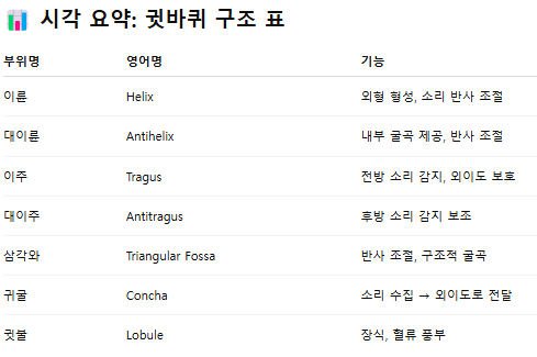 귀필러 :: 얼굴을 작아보이게 하는, 윤곽수술을 한듯한 착시효과, 귀필러 방법, 유지기간, 주의사항 관련 이미지 4