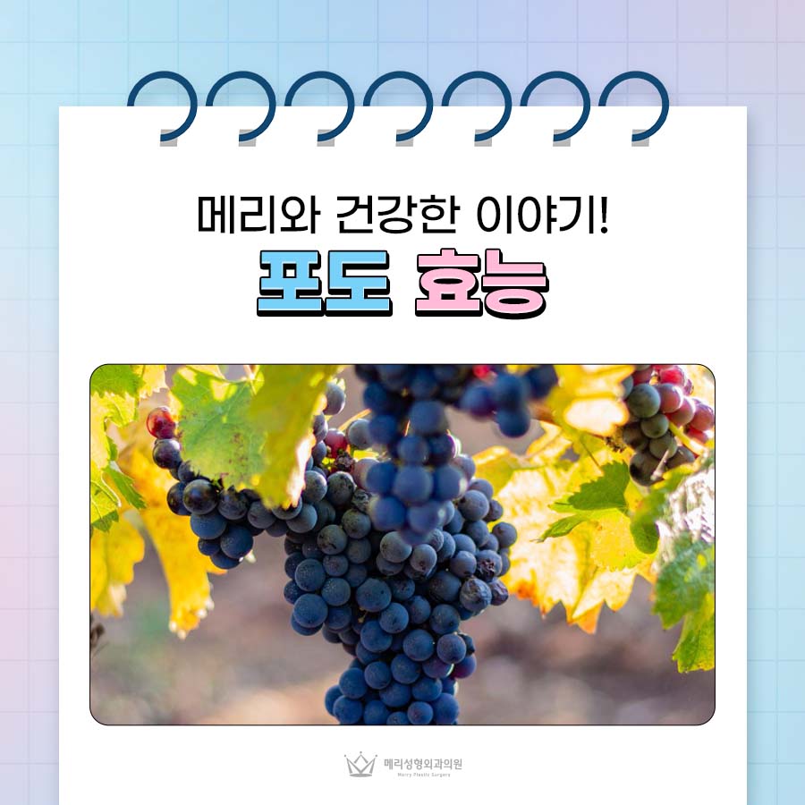 포도 효능 칼로리 맛있는 포도 고르는법은? 관련 이미지 1