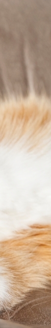 Cold Compress vs. Warm Compress: How Should You Treat a Bruise? image 15