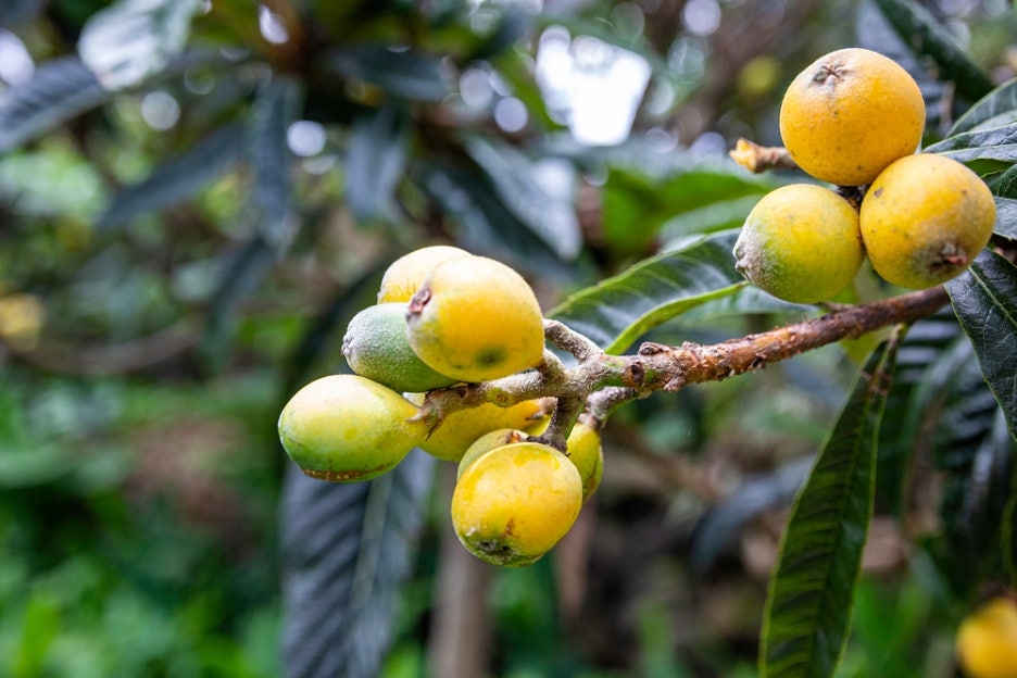 Loquat Fruit Benefits, Harvest Season, Taste, and How to Eat It image 5