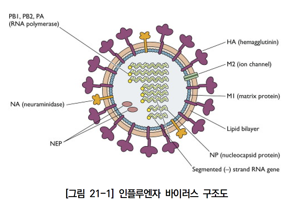 Influenza Outbreak: Which Influenza Vaccine Do Doctors Choose? image 1
