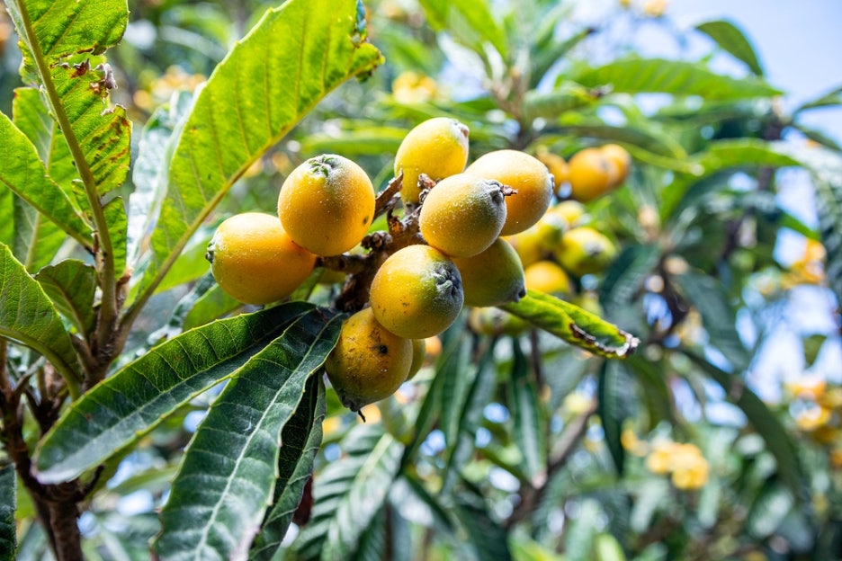 Loquat Fruit Benefits, Harvest Season, Taste, and How to Eat It image 2