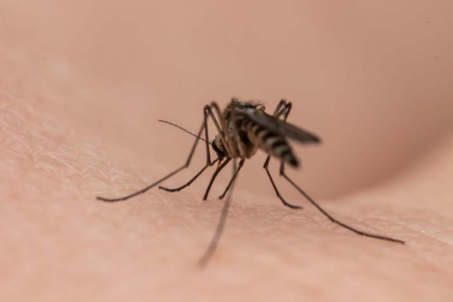 What Does the Japanese Encephalitis Mosquito Look Like, What Are the Symptoms, and Is There a Vaccination? image 3