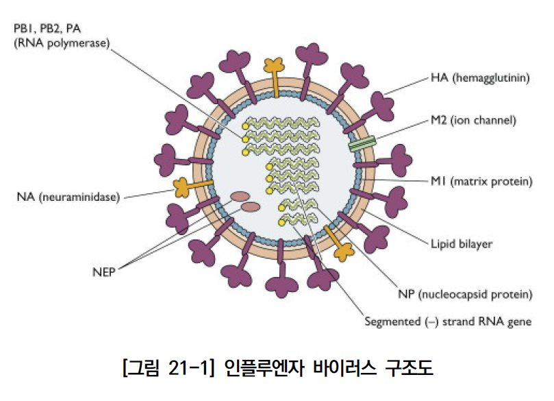 독감 백신 맞으면 진짜 안전할까? 부작용부터 동시접종까지 완벽 정리! 관련 이미지 1