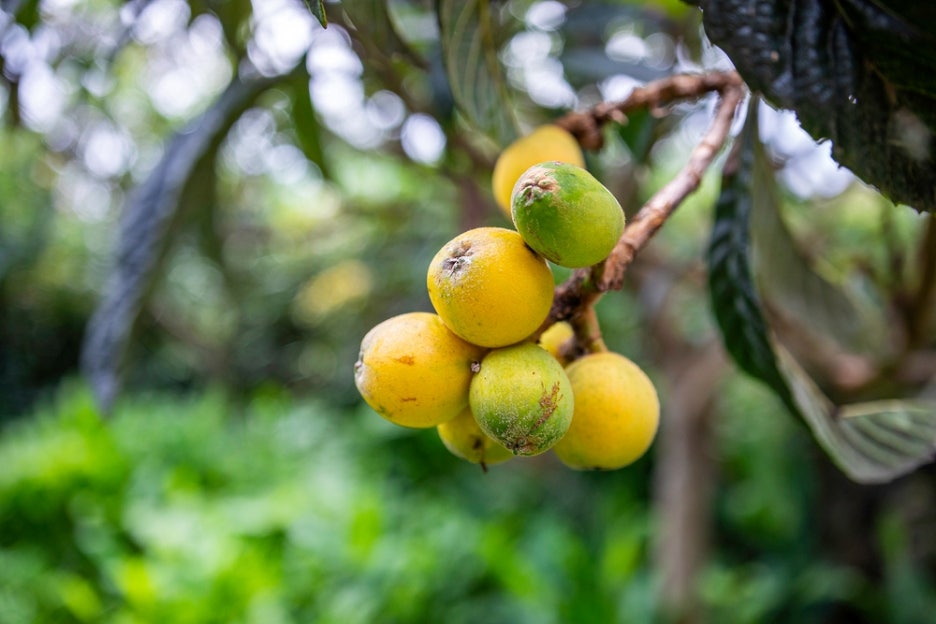 Loquat Fruit Benefits, Harvest Season, Taste, and How to Eat It image 4