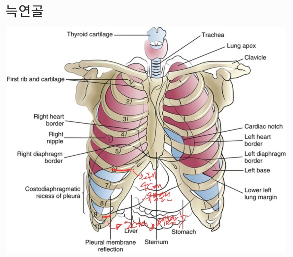 Q. 코수술하려고 하는데 코끝재료에 귀연골,비중격,늑연골 여러개던데 각각 장단점이 뭔가요? 관련 이미지 2