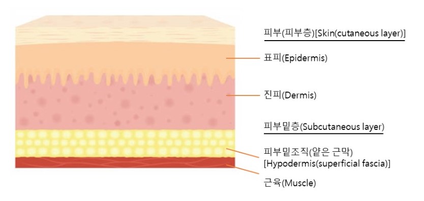[칼럼] 자가 진피로 하는 코 성형이 보형물로 하는 것보다 좋은가요? 관련 이미지 1