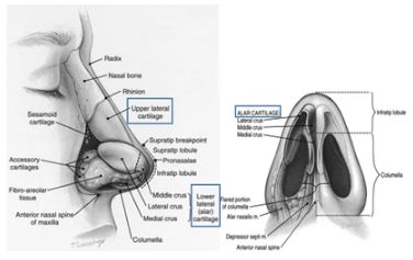 [Column] Is it possible to perform rhinoplasty for a male hump nose together with rhinitis surgery? image 3