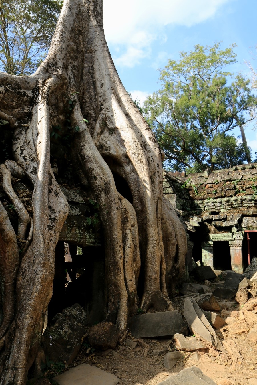 <캄보디아/앙코르와트 자유여행> 3박5일 두근두근!! - TA PROHM 타 프롬 : 세쨰날 (2013.12.21 ) 관련 이미지 37