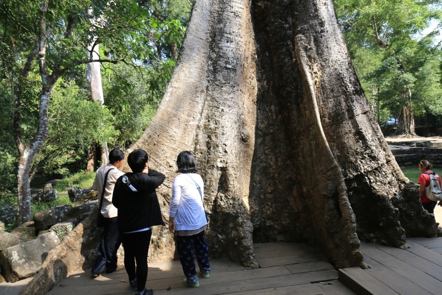 <캄보디아/앙코르와트 자유여행> 3박5일 두근두근!! - TA PROHM 타 프롬 : 세쨰날 (2013.12.21 ) 관련 이미지 20
