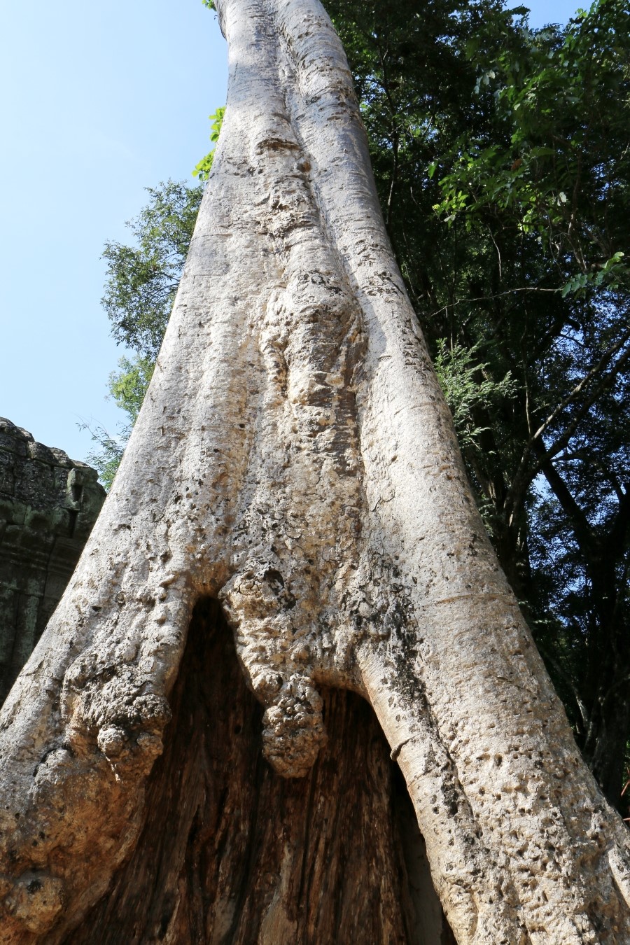 <캄보디아/앙코르와트 자유여행> 3박5일 두근두근!! - TA PROHM 타 프롬 : 세쨰날 (2013.12.21 ) 관련 이미지 14