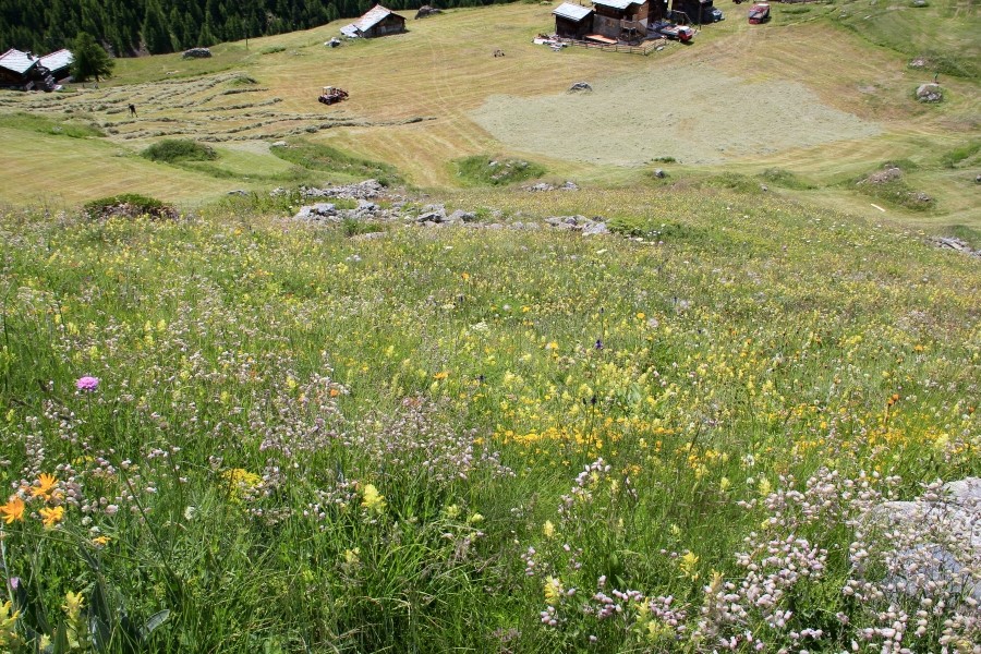 체르마트 Zermatt  - 핀델른마을Findeln 하이킹 : 2013 관련 이미지 7