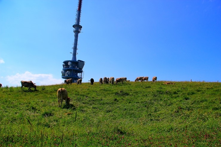 리기 Rigi Kulm - Vitznau to Rigi Kulm 피츠나우에서 리기산 : 2013 관련 이미지 15
