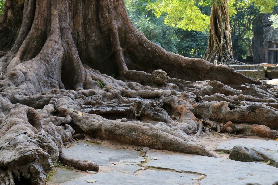 <캄보디아/앙코르와트 자유여행> 3박5일 두근두근!! - TA PROHM 타 프롬 : 세쨰날 (2013.12.21 ) 관련 이미지 11