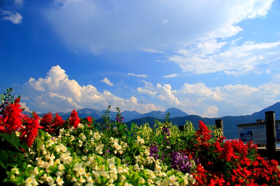 Rigi Kulm  to Weggis 리기쿨름에서 베기스로 : 2013 관련 이미지 15