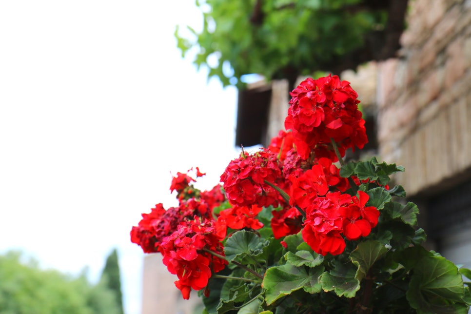 2015년 5월 이탈리아 자유여행 5일차-2 : Assisi 아씨시 둘러보기 #2015.05.24. 일요일 관련 이미지 22