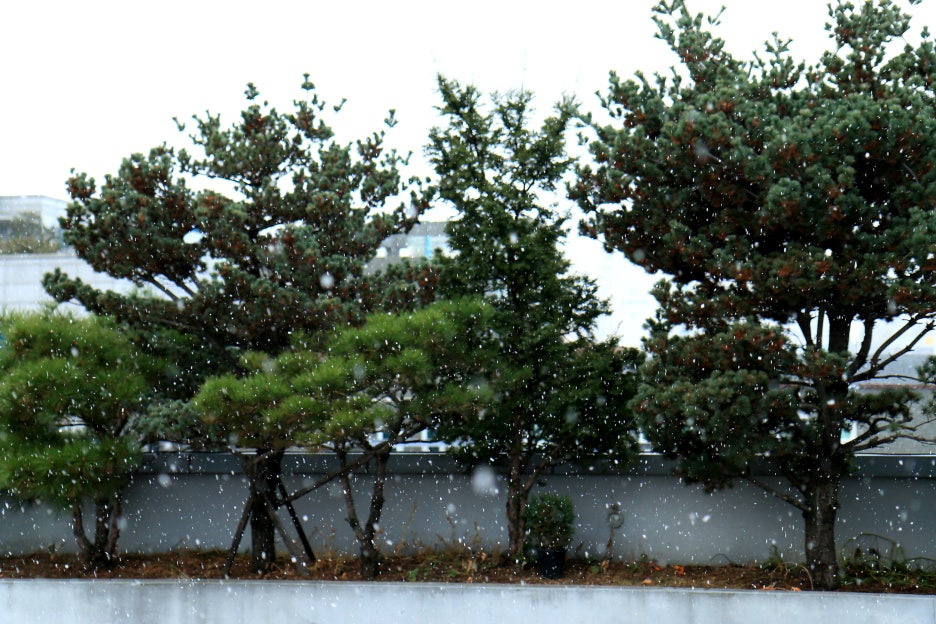 겨울 하나..첫 눈 2013년11월18일 관련 이미지 1