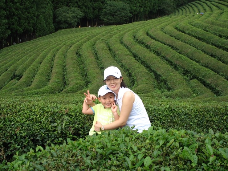 보성 녹차밭 나들이....2006년 7월.. 관련 이미지 3
