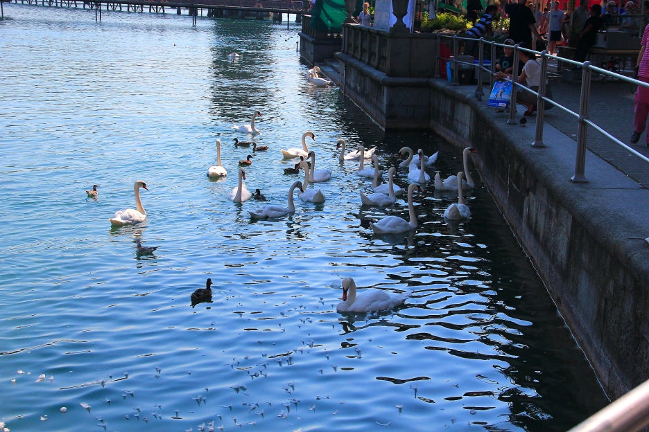 루체른 Luzern..호반의 아름다운 중세의 도시 : 2013 관련 이미지 47