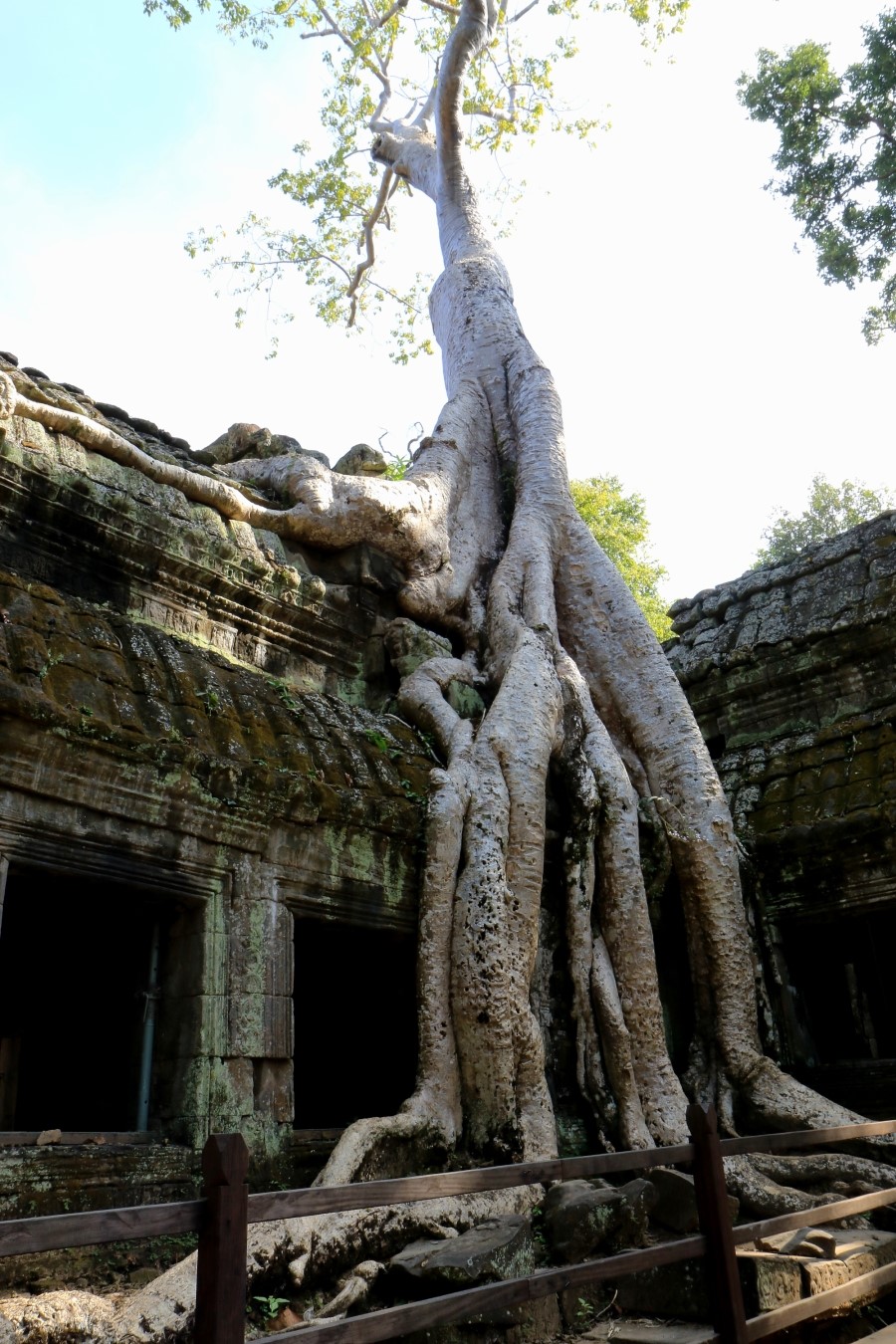 <캄보디아/앙코르와트 자유여행> 3박5일 두근두근!! - TA PROHM 타 프롬 : 세쨰날 (2013.12.21 ) 관련 이미지 15