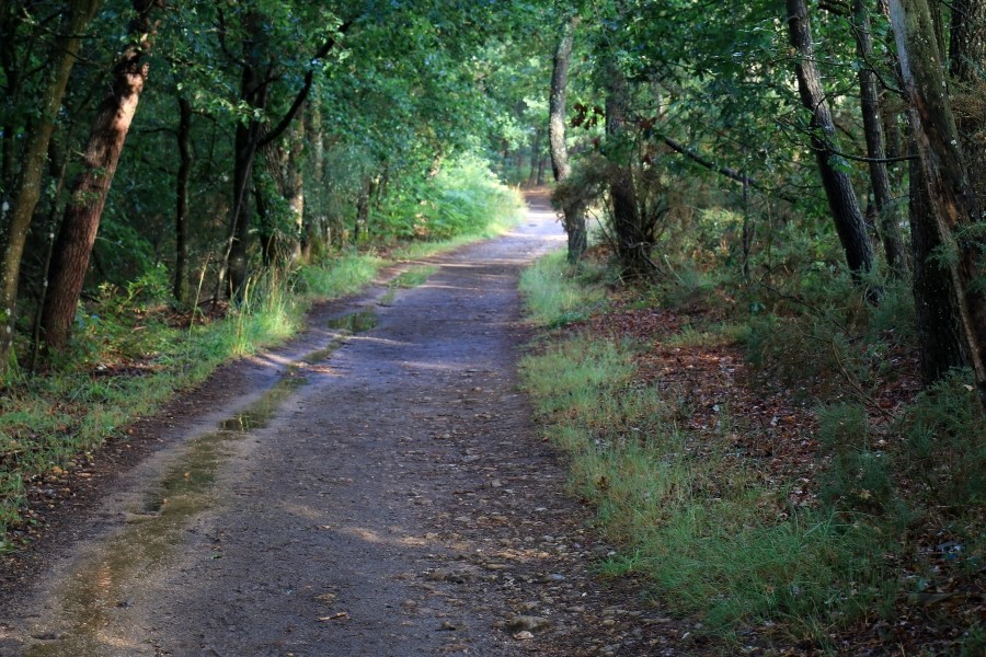 산티아고 가는길(camino de santiago 2014) #6-1 포르토마린 Portomarin ~ 팔레스 데 레이 Palas de Rei 2014.7.19 관련 이미지 28