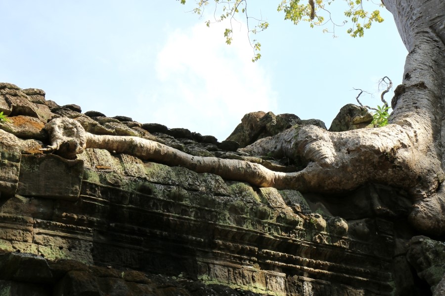 <캄보디아/앙코르와트 자유여행> 3박5일 두근두근!! - TA PROHM 타 프롬 : 세쨰날 (2013.12.21 ) 관련 이미지 16