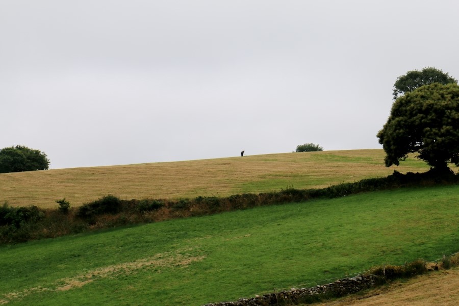 산티아고 가는길(camino de santiago 2014) : 사리아(sarria)에서 시작하기..#4-2 사리아 Sarria ~ portomarin 2014.7.18 관련 이미지 4