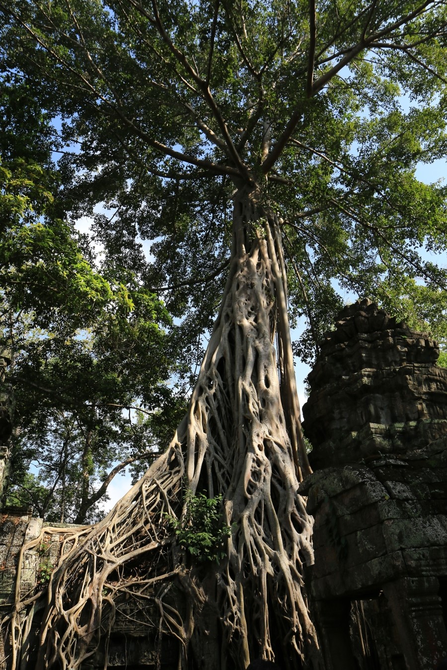 <캄보디아/앙코르와트 자유여행> 3박5일 두근두근!! - TA PROHM 타 프롬 : 세쨰날 (2013.12.21 ) 관련 이미지 30
