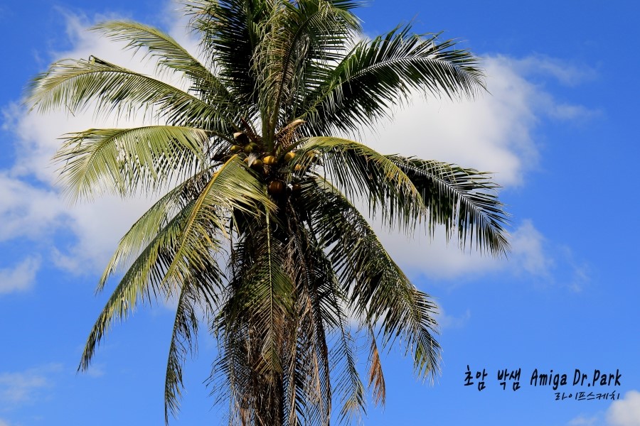 <캄보디아/앙코르와트 자유여행> 3박5일 두근두근!! - Bakong 바콩사원: 첫쨰날 (2013.12.19 ) 관련 이미지 28