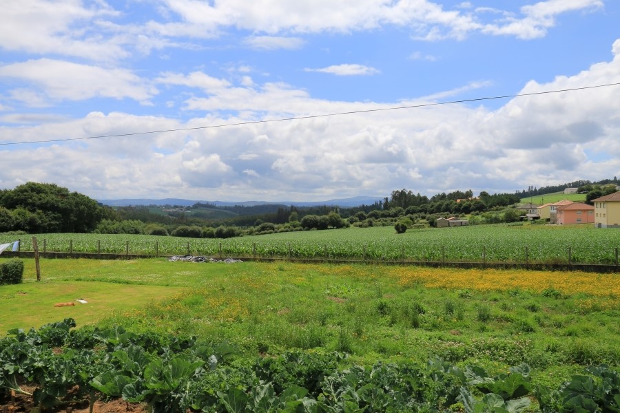 camino de santiago 카미노 데 산티아고 # 3일째-그다음이야기 ..Palas de rei ~ Arzua 28.9 km...2014.7.20 관련 이미지 44