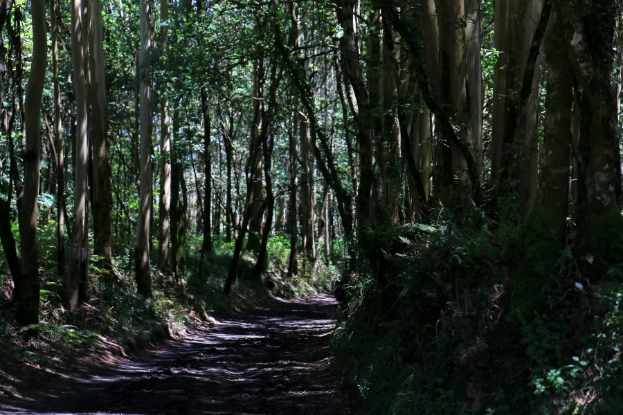 camino de santiago 카미노 데 산티아고 # 4일째-라바꼬야까지..Arzua ~ Lavacolla 28.3 km...2014.7.21 관련 이미지 4