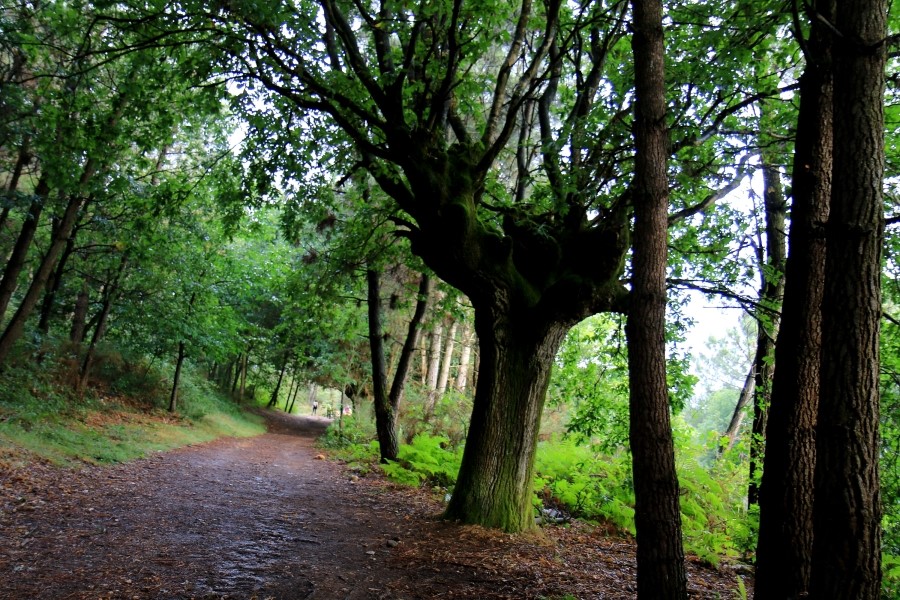 산티아고 가는길(camino de santiago 2014) #6-1 포르토마린 Portomarin ~ 팔레스 데 레이 Palas de Rei 2014.7.19 관련 이미지 26