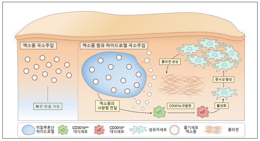 Exosomes: From Their Meaning and Effects to Treatment Intervals—A Samsung-dong Dermatology Specialist Explains image 2