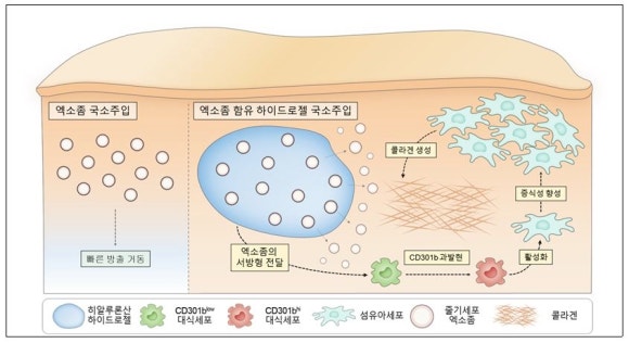 엑소좀 성분 피부 관리 전 알아두면 좋은 특징과 역할 - 삼성동 피부과 전문의 관련 이미지 4