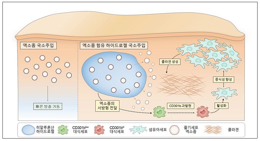 엑소좀 원리, 더욱 효율적으로 이용하는 방법은? - 삼성동 피부과 전문의 관련 이미지 3