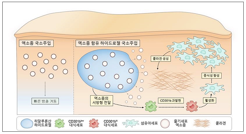 엑소좀 통증, 피부 환경 개선으로 자신감을 되찾는 방법 - 삼성동 피부과 전문의 관련 이미지 3