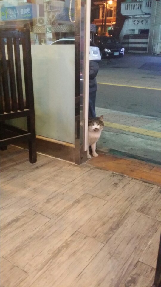 명절의 시골. 새로운 식구 새끼 백구 관련 이미지 5