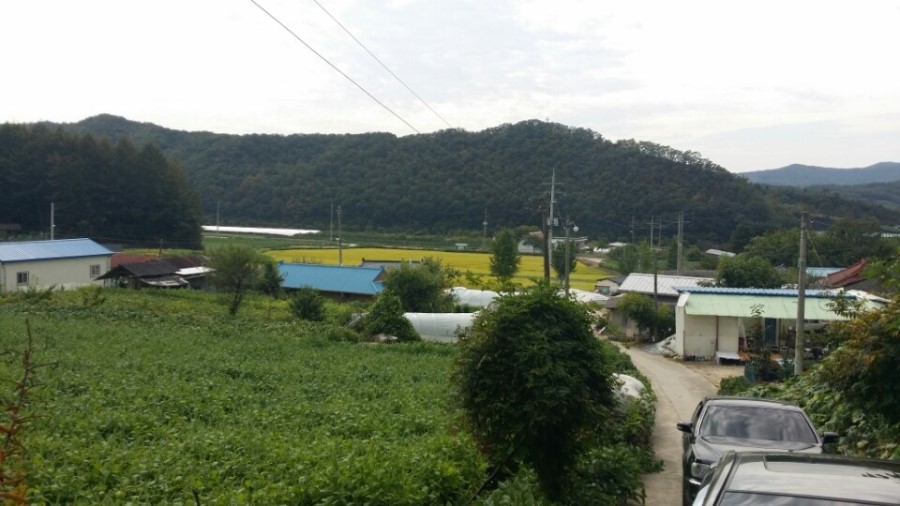 명절의 시골. 새로운 식구 새끼 백구 관련 이미지 4