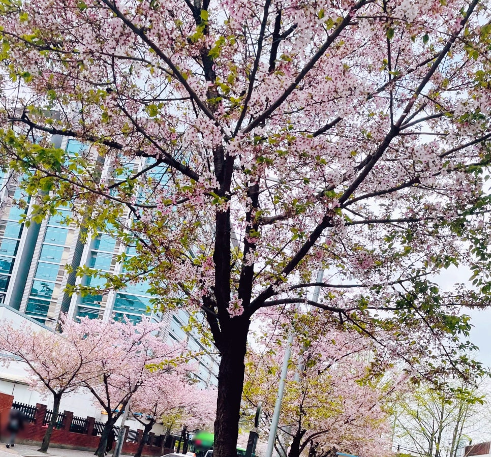 벚꽃은 언제봐도 ㅎㅎㅎ 관련 이미지 1