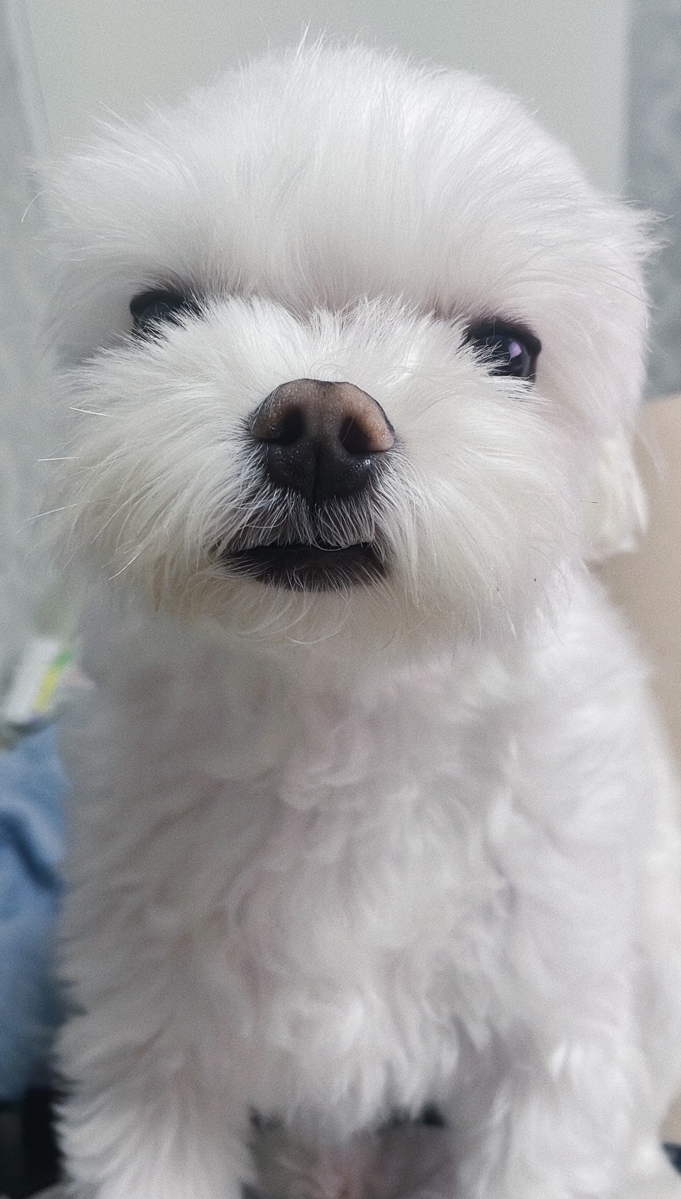 미용도 곧 해야겠어요 관련 이미지 1