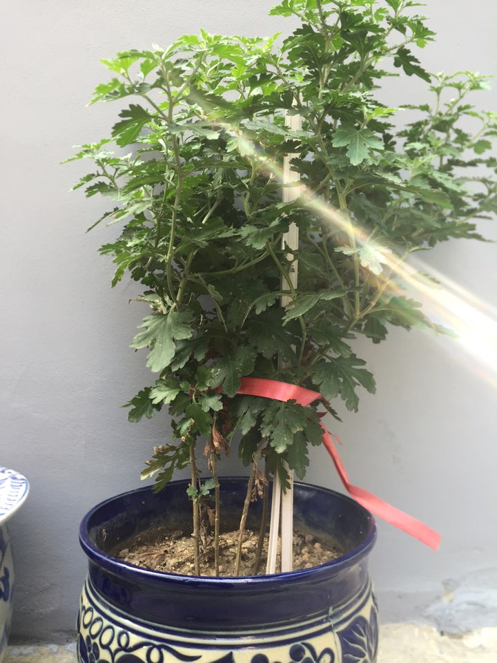 혹시 이 풀들(?) 이름 아시는분 계신가요? 관련 이미지 3