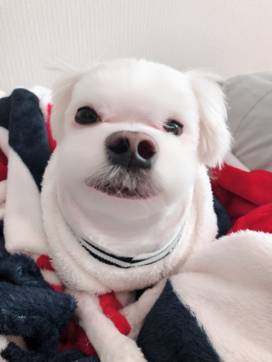 강아지도 어플이 되네요 ㅎㅎㅎㅎ 관련 이미지 1