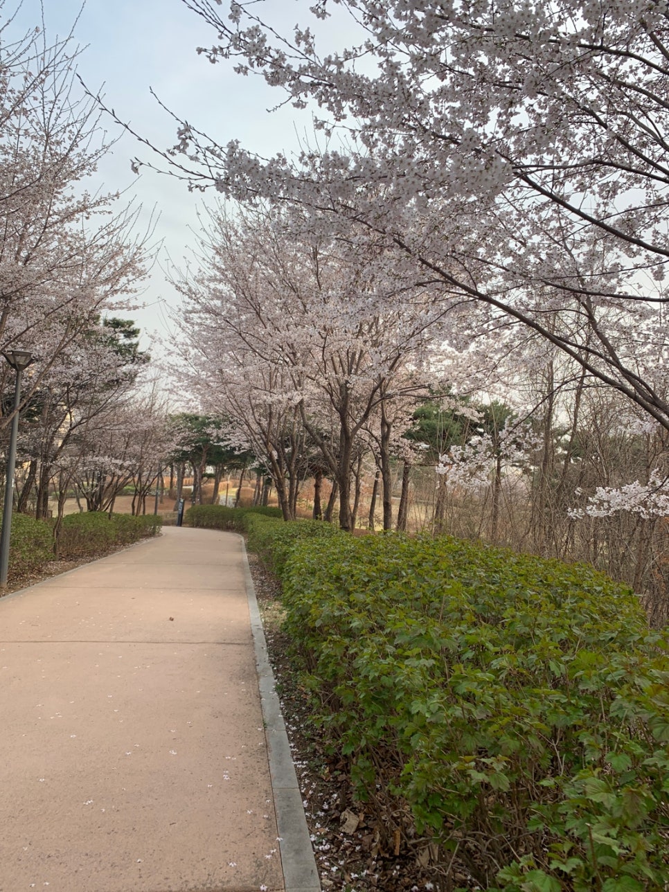 벚꽃 제대로 보지도 못했네요 ㅠㅠ 관련 이미지 1