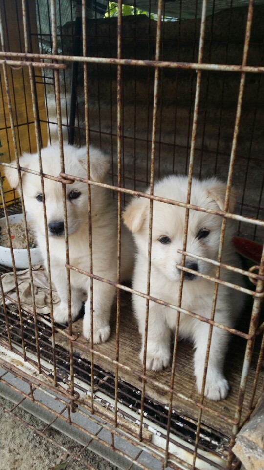 명절의 시골. 새로운 식구 새끼 백구 관련 이미지 2