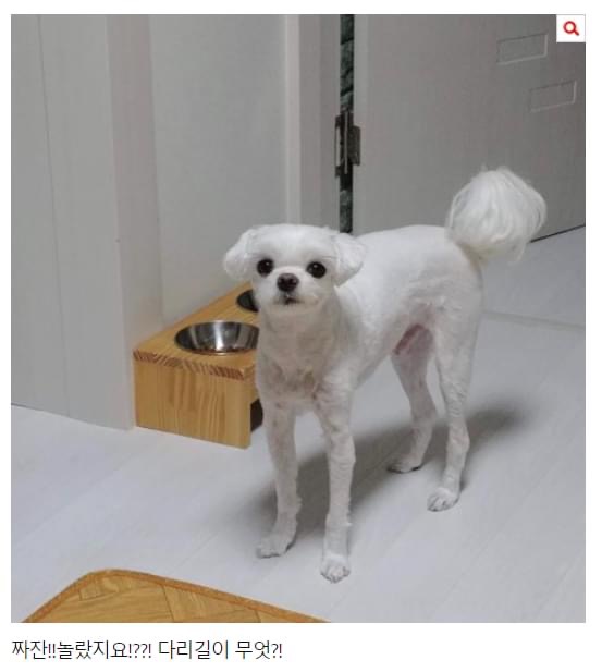 말티즈 다리길이 와우.. 관련 이미지 1