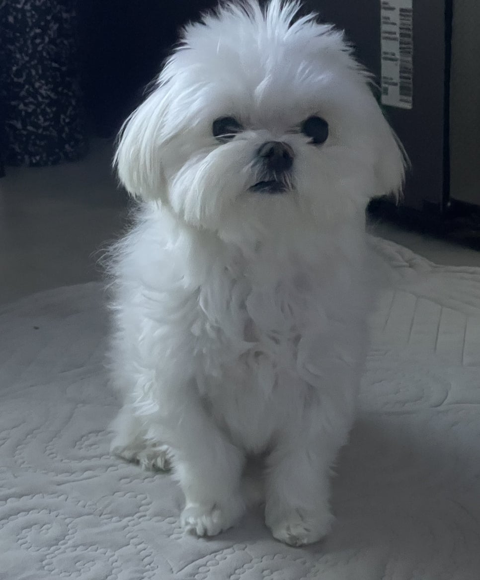 털찐 강쥐가 젤 귀여워용 관련 이미지 1